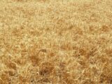 Parcel 2 - 2020 wheat