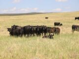 Cattle in middle pasture