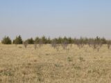 Patch of trees and shrubs on CRP