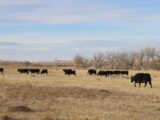 cows grazing near reservoir