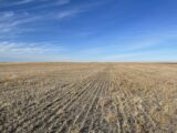 Parcel #3 - View of wheat stubble from south to north