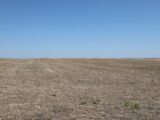 Area to be planted to cover crop then grass for CRP