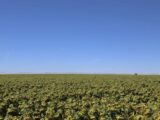 Property Flagler Pivot Irrigated Land Auction