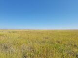 View across expired CRP on #1A