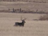 Large buck on the move - great hunting