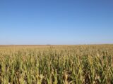 Parcel #3 - Dryland corn