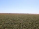 West parcel - view of alfalfa from noth to south