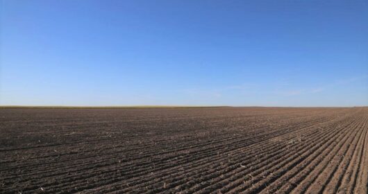 Picture of recently planted wheat field with blue sky