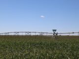Snodgrass Irrigated Land Auction Place