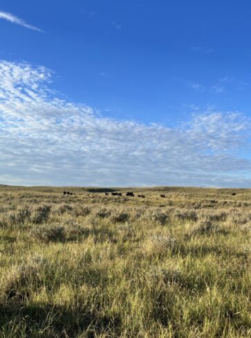 Native grasses for grazing under blue Colorado sky.