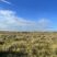 Native grasses for grazing under blue Colorado sky.