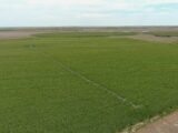 North Eckley Irrigated Land Auction
