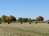 Riverside Irrigated hay in bales