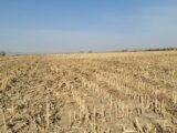 Corn stubble on Riverside Irrigated
