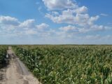 Southeast Sedgwick County Irrigated Farm Auction Place