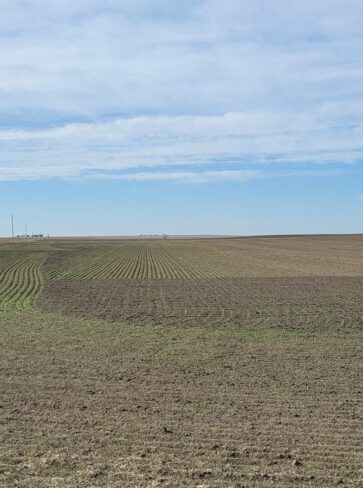 Weiss dryland quarter with growing wheat