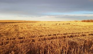 Wheat filed stubble at sunset