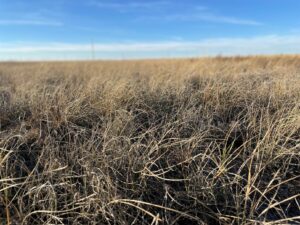 Closeup of blades of dormant prairie grass