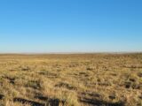 Native grassland; sage brush; blue Colorado sky