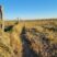 Native rangeland on Condon West Pasture with blue Colorado sky and sage brush.
