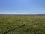 Flood irrigated pasture