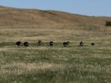 turkeys in a grass field with rolling hills in the background