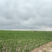 North Central Yuma County Pivot