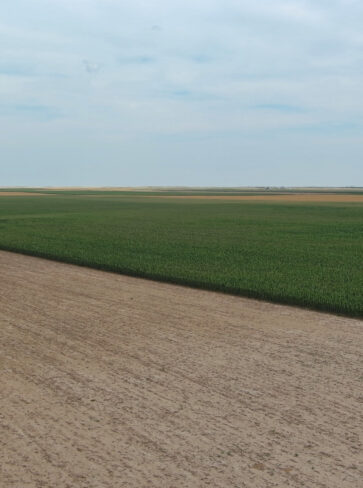 Mark A. Schneider Trust Dryland Auction