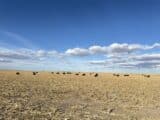 Elmo & Doyle Neiman Co. (CO) Land Auction