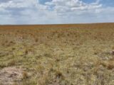 Parcel #2-6 County Line CRP